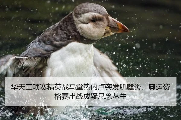 华天三项赛精英战马堂热内卢突发肌腱炎，奥运资格赛出战成疑悬念丛生